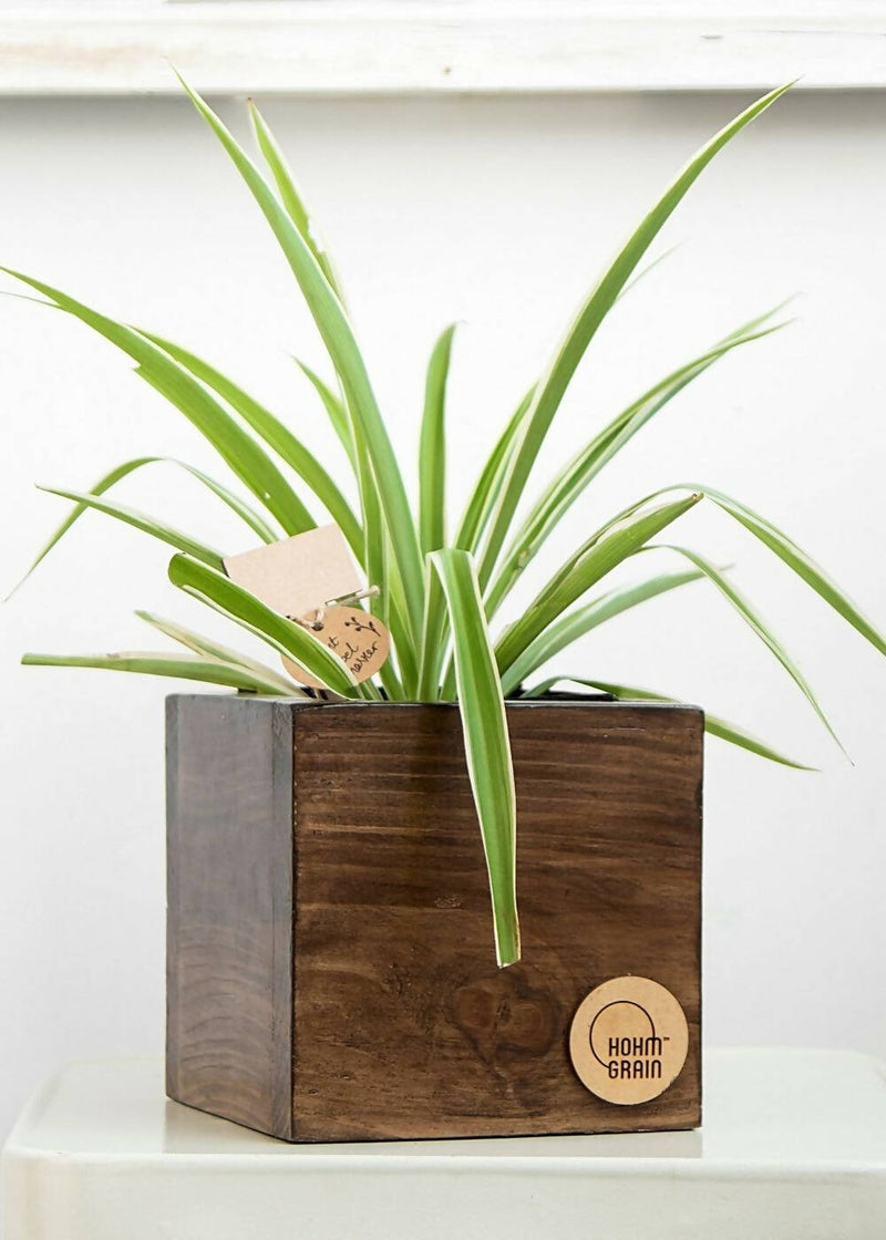 Hohmgrain Home Décor Light Brown Canadian Pine Wood Handcrafted Cube Planters-Set of 3