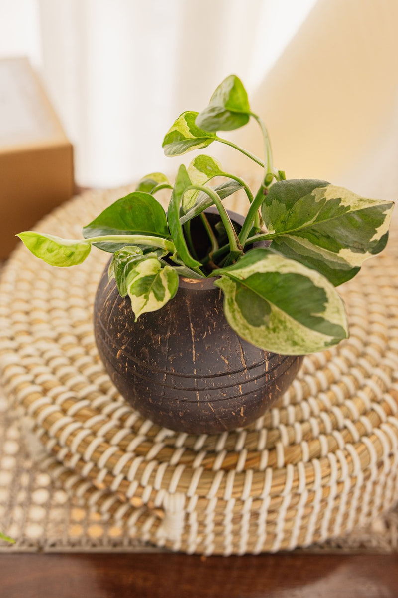 Thenga Brown Coconut Shell Three line Indoor/Gardening Planter Pots | Eco-Friendly ( Set of 1 )