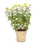 GreenKraft Banaras Twill Planter