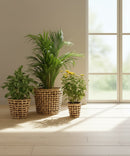 GreenKraft Jodhpur Jaali Planter