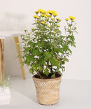GreenKraft Banaras Twill Planter