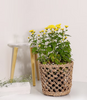GreenKraft Lucknow Jaali Planter