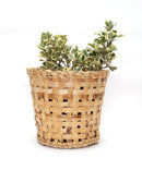 GreenKraft Jodhpur Dunes Planter