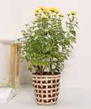 GreenKraft Jodhpur Jaali Planter