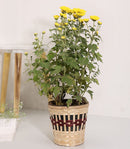 GreenKraft Kohima Weave Planter