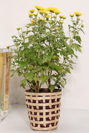 GreenKraft Jodhpur Jaali Planter - Set of 2