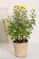 GreenKraft Banaras Twill Planter - Set of 2