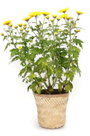 GreenKraft Banaras Twill Planter - Set of 2