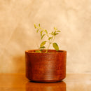 Scrapshala Prakriti Raksha Diwali Gift Hamper | Reclaimed Wood Planter, Plantable Seed Crackers, Seed Jars, Cocopeat & Evil Eye Décor | Sustainable Hamper Handcrafted in Banaras