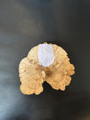 Upcycle Artisanal Forest Mushrooms for Decor and Culinary Use