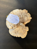 Upcycle Artisanal Forest Mushrooms for Decor and Culinary Use