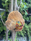 Upcycle Artisanal Forest Mushrooms for Decor and Culinary Use