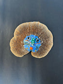 Upcycle Artisanal Forest Mushrooms for Decor and Culinary Use