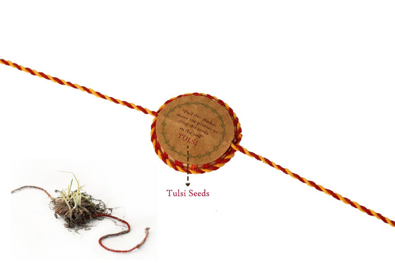 Scrapshala Togetherness Plantable Seed Rakhi Box | Pair of 2 Seed Rakhi | Roli-Chawal | Tulsi Plant | Handmade in Banaras