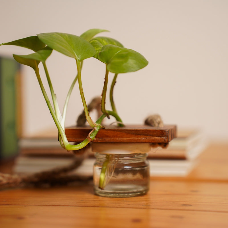 Green My Desk Gift Hamper | Upcycled Penstand | Pack of 4 notepads | Hanging indoor planter | Office mobile holder| Sustainably handcrafted