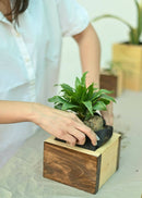 Hohmgrain Home Décor Light Brown Canadian Pine Wood Handcrafted Cube Planters-Set of 3