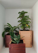 Hohmgrain Home Décor Light Brown Canadian Pine Wood Handcrafted Cube Planters-Set of 3