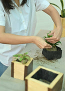 Hohmgrain Home Décor Dark Brown Canadian Pine Wood Handcrafted 6" CUBE PLANTER