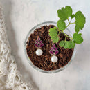 925 Silver Ocean Earring