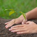 Grow Trees  Plant A tree & Offset Your Carbon with Upcycleluxe